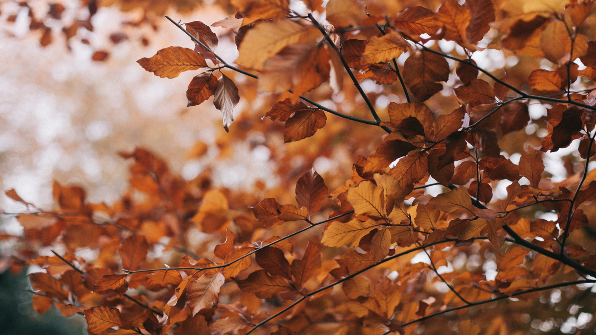 5 Dinge, die du diesen Herbst unbedingt tun solltest